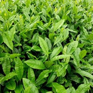 Grow your own Tea - NZ Gardener Article 